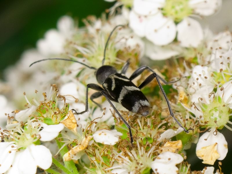 Chlorophorus figuratus (Scopoli, 1763)